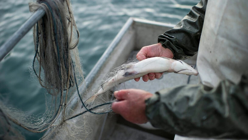 Unterschiedlich: Die Erträge der Fischer waren 2022 am Zürichsee erfreulich hoch, im Linthkanal hingegen dramatisch tief und im Walensee, wie hier im Bild, eher bescheiden.