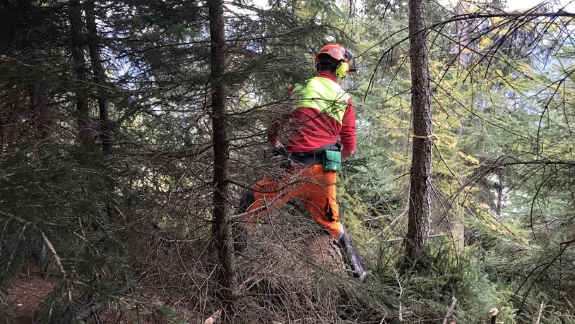 Pflegeprogramme: Rund 200 öffentliche sowie private Waldeigentümerinnen und Waldeigentümer haben mit dem Kanton Graubünden fünf regionale Pflegeprogramme ausgearbeitet.