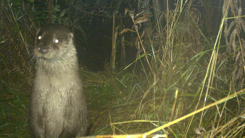 Er wurde berühmt: Das Bild von diesem Fischotter, der im Jahr 2017 vor einer Fotofalle Männchen macht, wurde weitum bekannt. Denn es ist der erste Fischotternachweis im Engadin.