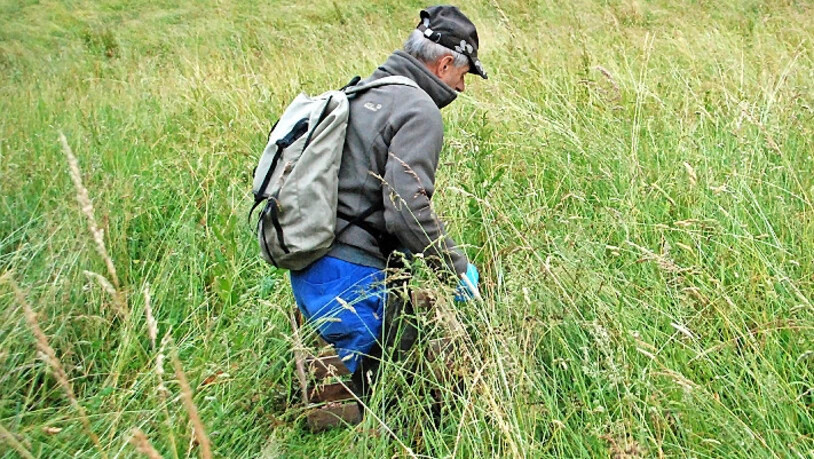 Rettungsmission: Wenn ein Rehkitz durch die Drohne im Wiesenfeld entdeckt wurde, eilt Helfer Walder Bollhalder heran.