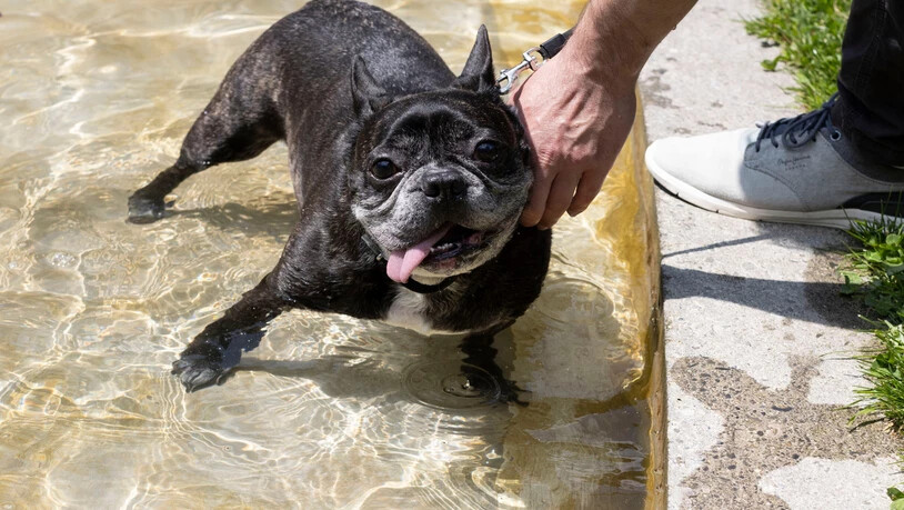 Das Springbrunnenbecken bietet auch den Vierbeinern eine willkommene Abkühlung.