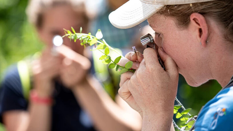 Genau Hinschauen: Flora und Fauna werden am Geotag in der Val Müstair genau unter die Lupe genommen.