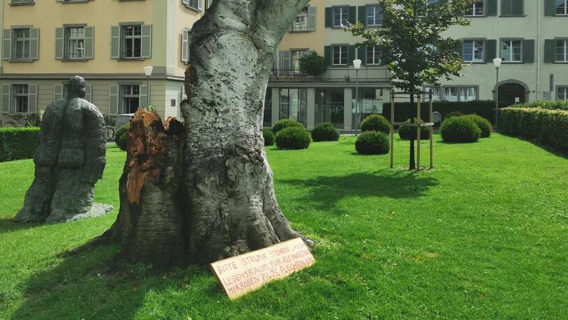 Die Buche bewegt: Der Strunk soll stehen bleiben, die Nachfolgerin hinten ist bereits gepflanzt.