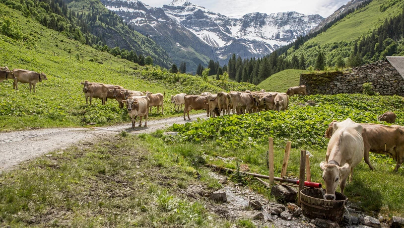 Alp Vorderdurnachtal: Ein Bild aus einem besseren Jahr. Derzeit sind einzelne Bäche bereits ausgetrocknet.