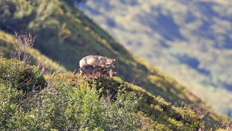 Eine Wolfsmutter mit Welpen vom Wolfsrudel Stagias fotografiert in der Oberen Surselva, aufgenommen im Jahr 2021.