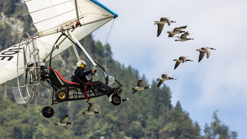Show von Birdman Christian Moulle: Er fliegt mit seinem Ultraleichtflugzeug frei wie ein Vogel durch die Lüfte, begleitet von einer Gänseschar.