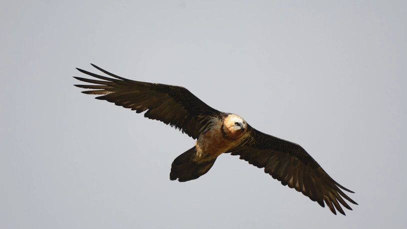 Wurde nur 13-jährig: Sardona ist 2010 in der Region ausgewildert worden, jetzt ist der Bartgeier gestorben.