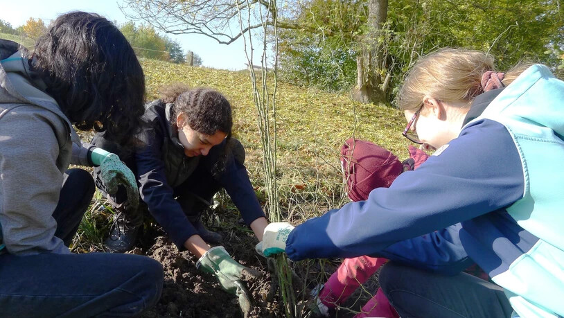 Ein Tag in der Natur: Schweizweit legen Schulklassen und Freiwillige an über 40 Standorten diverse Wildhecken an. 