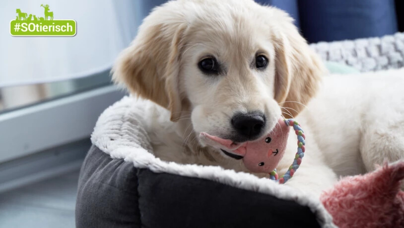 Ein goldiger Fellknäuel: Luna ist sehr verspielt, hat ein grosses Hundeherz und geniesst jede Minute mit ihrem menschlichen Rudel.