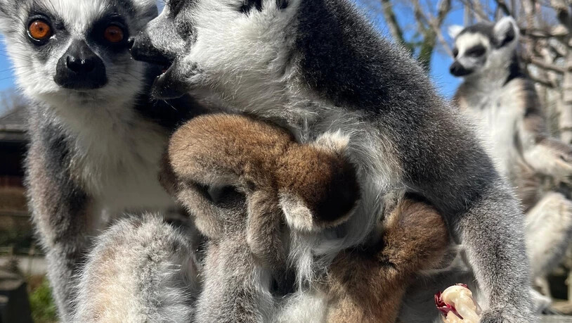 Jööh 2: Wer findet die zwei Katta-Jungen, welche gerade im Fell der Mutter herumtollen?