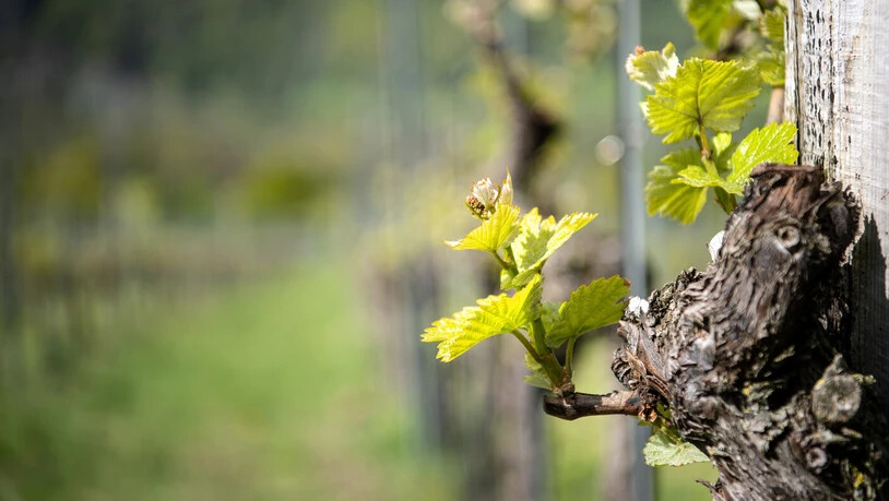 Triebe von Rebstöcken: Die kalte Temperatur kann für Blätter und Blüten schädigend sein.