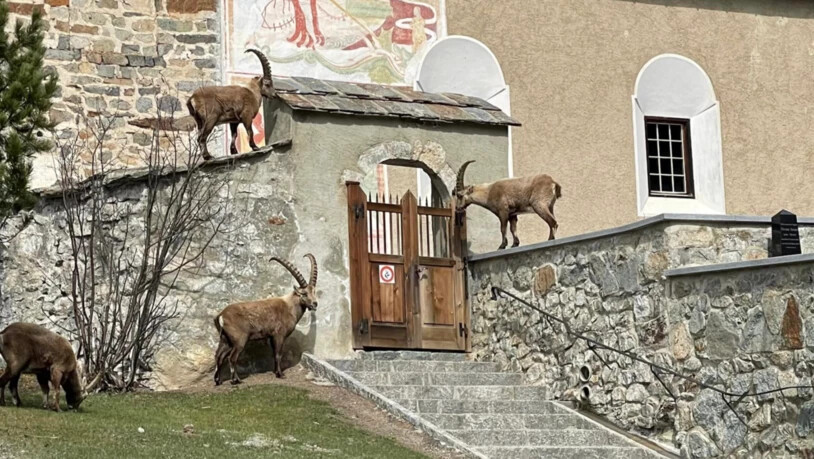 Besuch aus den Bergen: Am Friedhof in Pontresina versammelten sich zahlreiche Steinböcke, die ohne Scheu dort verweilten. 