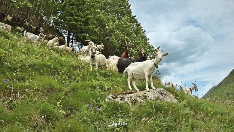 Alle auf einem Haufen: Die Wanderziegen verweilen gemeinsam auf der Weide. 