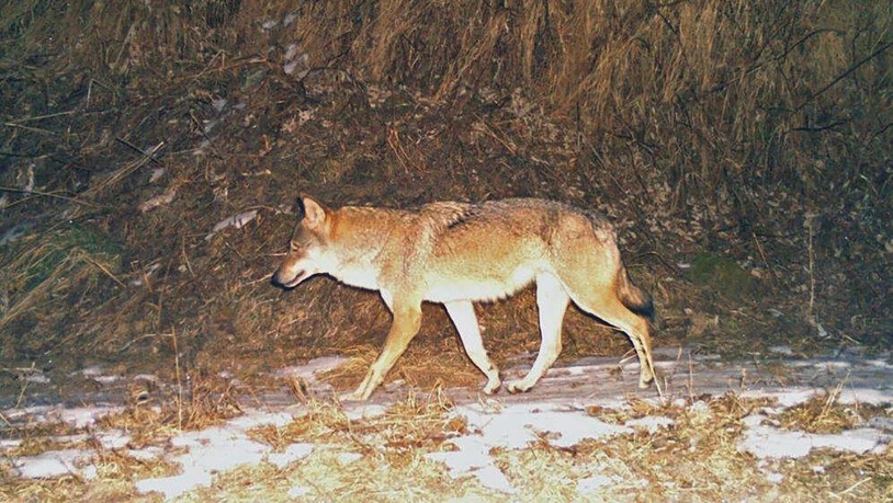 Wenig Risse: Die Glarner Wölfe sind derzeit diskret unterwegs.