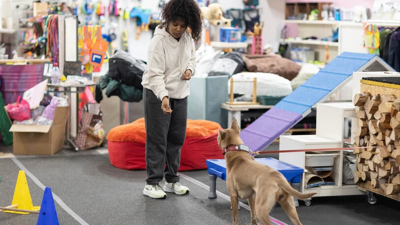 Sanjali schnuppert als Hundetrainerin. 