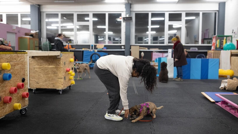 Sanjali schnuppert als Hundetrainerin. 