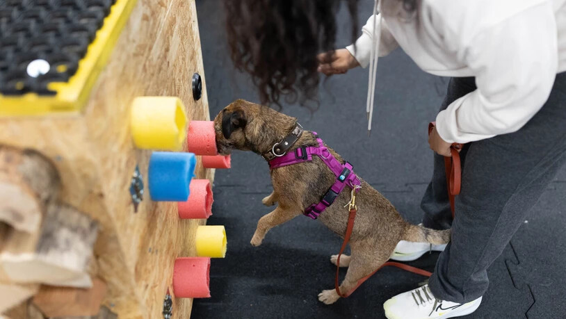 Sanjali schnuppert als Hundetrainerin. 