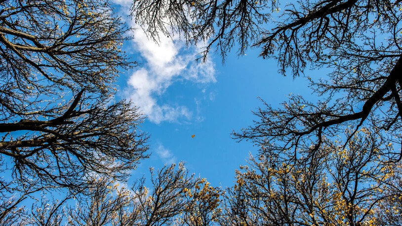 Beobachtung des Jahreswechsels: Wenn die orangen Blätter von den Bäumen fallen, kommt der Winter immer näher.