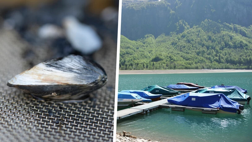 Die Quaggamuschel breitet sich rasant aus: Im Klöntalersee ist sie bis jetzt noch nicht aufgetaucht. Das soll auch möglichst lange so bleiben.