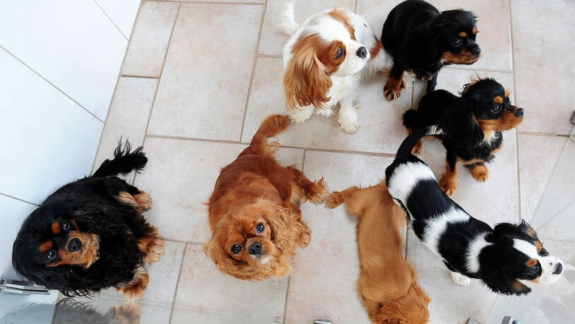 Steigt und steigt: Die Anzahl Hunde nimmt im Kanton St. Gallen weiterhin zu.
