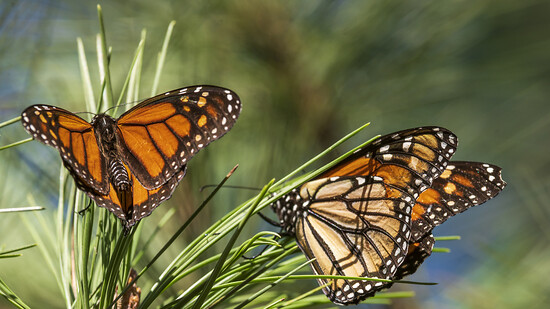 ARCHIV - Monarchfalter leiden unter Nahrungsmangel in den USA, Abholzung in Mexiko und dem Klimawandel. Dennoch überwinterten zuletzt wieder mehr der Schmetterlinge in Mexiko. Foto: Nic Coury/AP/dpa