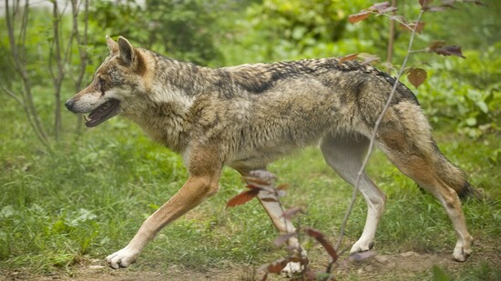 Den falschen Wolf erwischt: Einer der beiden im März von der Waadtländer Wildhut erlegten Wölfe gehörte nicht dem Marchairuz-Rudel an. (Symbolbild)