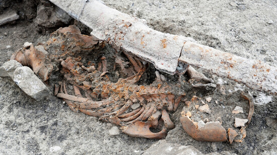 Sensation: Die Überreste von insgesamt 26 menschlichen Körpern sind bisher in Sagogn gefunden worden. Hier das Skelett eines Bestatteten, das auf dem Bauch liegend begraben wurde.