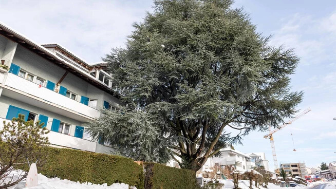 Baum des Anstosses: Diese über 50-jährige Zeder im Lenggisquartier ist vor einem halben Jahr einem Nachbarschaftsstreit zum Opfer gefallen.
