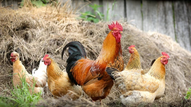 Massentierhaltung: Wie viel Geflügel ist zu viel Geflügel?