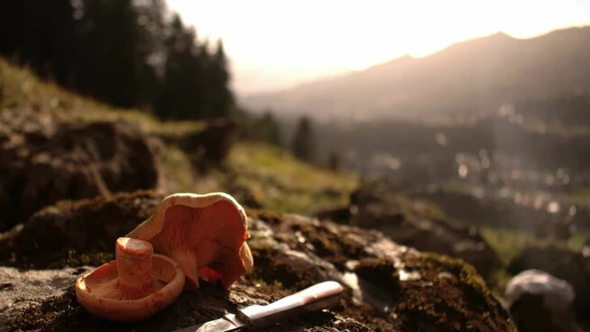 Siegerbild: Gewonnen hat diesen Montag das Pilzbild in der Natur von Parpan.
