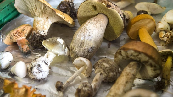 Pilzkontrolleure Plantahof Landquart Pilz Pilze