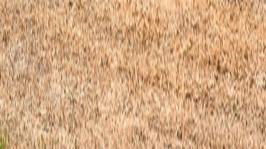 Wasser marsch: Wenn es in der Schweiz viel zu wenig regnet, müssen die Bauern ihre Felder künstlich bewässern.