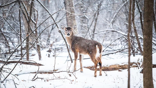 Der Winter stellt für viele Tiere eine Herausforderung dar.