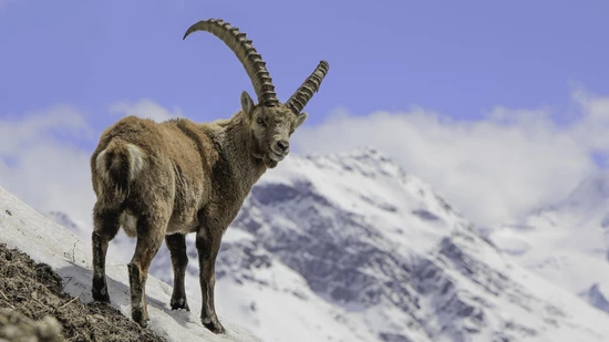 Das Siegerbild: Mit Blick über die Schulter - Wie ein echtes Model posiert einer von Pontresinas Steinböcken für die Kamera.