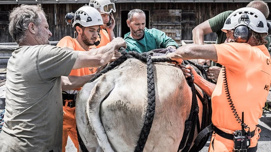 Gute Reise: Bevor die Kuh per Lufttaxi auf die Alp transportiert wird, muss sie gut befestigt werden.