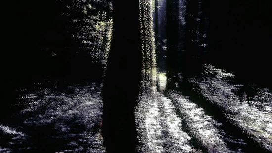 Der Seele des Waldes auf der Spur: Tres Camenzind zeigt in Braunwald Werke aus der Serie «Und grün wie der Himmel». 