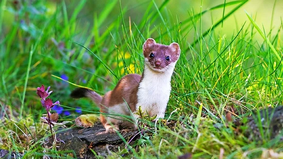 Bilder sprechen lassen: Landschaftsveränderungen werden anhand von alten und aktuellen Fotos sichtbar.  Bilder Foto Schönwetter/Landesarchiv Kanton Glarus und Pro Natura Glarus