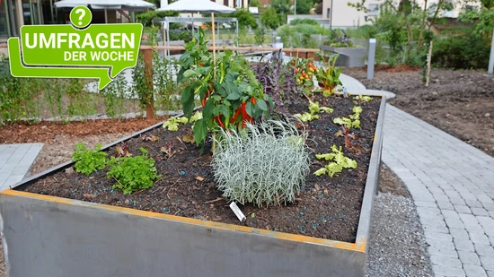 Gemäss unserer Abstimmung hat nur etwa die Hälfte unserer Leserinnen und Leser ein Hochbeet oder einen eigenen Garten.