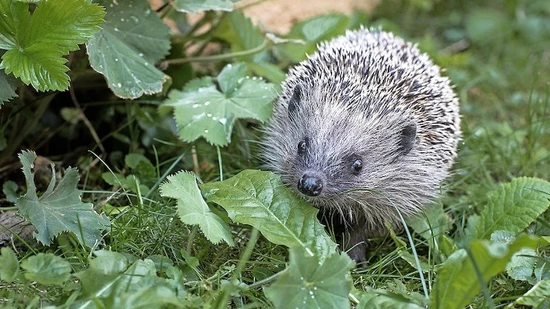 Wie man Igel schützen kann