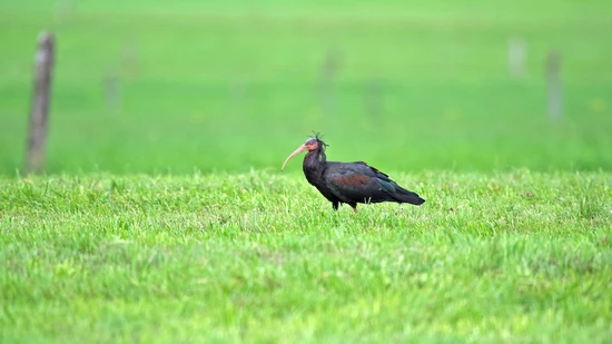 Unter Waldrappen scheint sich Benken als Rastplatz herumzusprechen: Drei der bedrohten Vögel besuchten in den letzten Monaten das Linthgebiet. Bild: Andreas Heeb