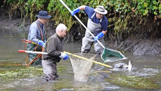 Abfischen im Holenstein-Weiher: Andreas Zbinden, der Glarner Fischaufseher, betäubt die Seeforellen mit Strom, danach werden die Fische von den beiden Helfern mit Netzen eingefangen.