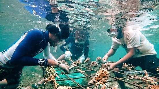Teamwork: Der neue Korallengarten entsteht in Zusammenarbeit von Lehrern und Schülern der Umweltschule. 