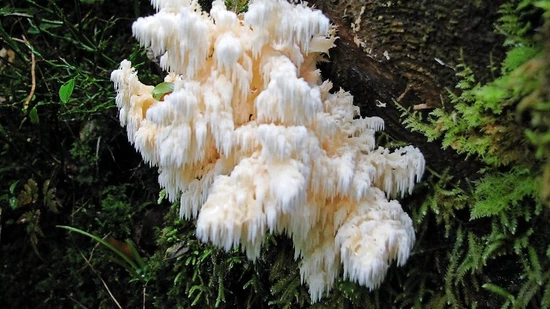 Oberhalb Linthal entdeckt: Ein kunstvoller Fruchtkörper eines Tannenstachelbartes. Er dient der Fortpflanzung des Pilzes.