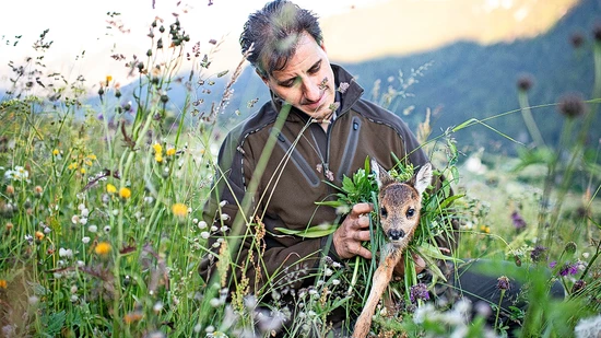 Die Rehkitzrettung im Glarnerland ist ein Erfolg: 21 junge Rehe konnten vor den Mähmaschinen in den Wiesen gerettet werden.