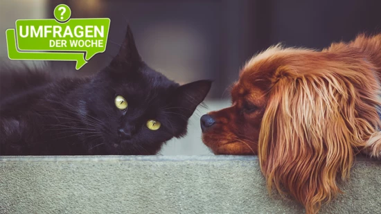 Die Mehrheit unserer Leserinnen und Leser besitzen kein Haustier.