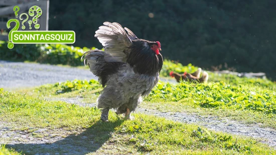 Tiere als Symbol: Der Hase wird mit dem Osterhasen verbunden. Das Huhn mit dem Ei.