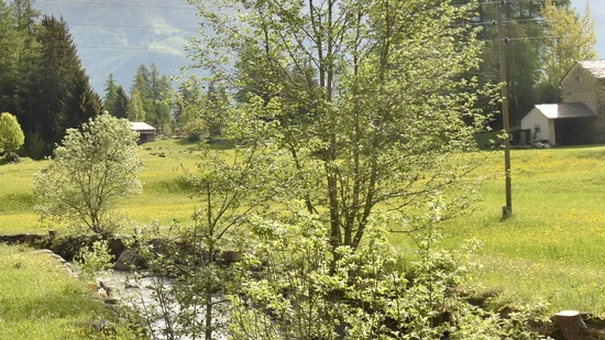 Vor Ort verstorben: Beim Bach Val Pednal in Li Curt ist es zum Unglück gekommen.