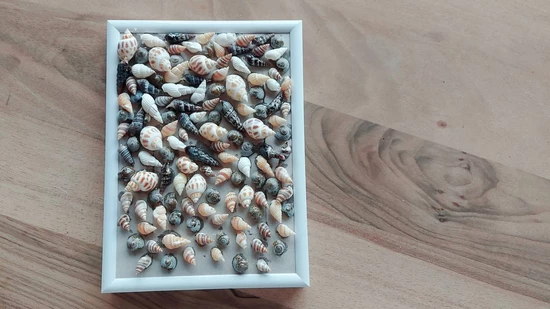 Muscheln als Dekoration: Mit einem Bilderrahmen können die Erinnerungen zuhause festgehalten werden.
