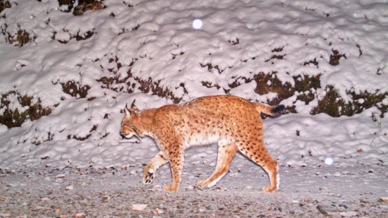 Plötzlich kalt: Nicht nur Menschen, auch Tiere, hier im Bild ein Luchs, müssen sich mit der Kälte arrangieren.
