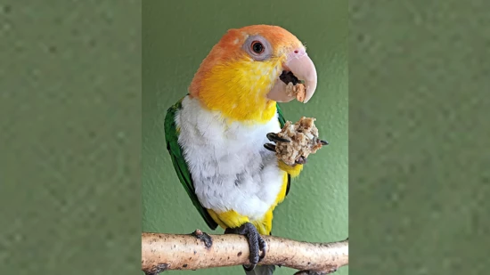 Zum Krallen gern: Weihnachtskeks für den gefiederten Liebling. 